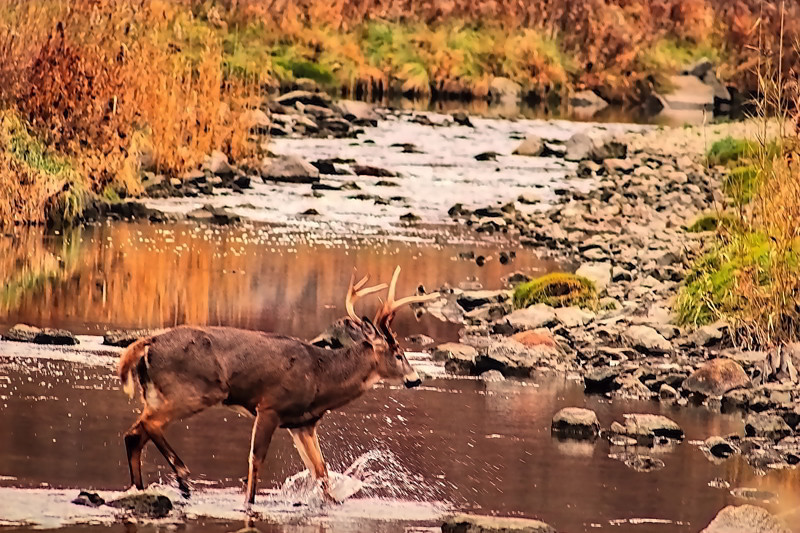 Antler deer crossing the stream- 00